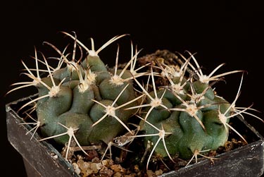Gymnocalycium schickendantzii ssp delaetii